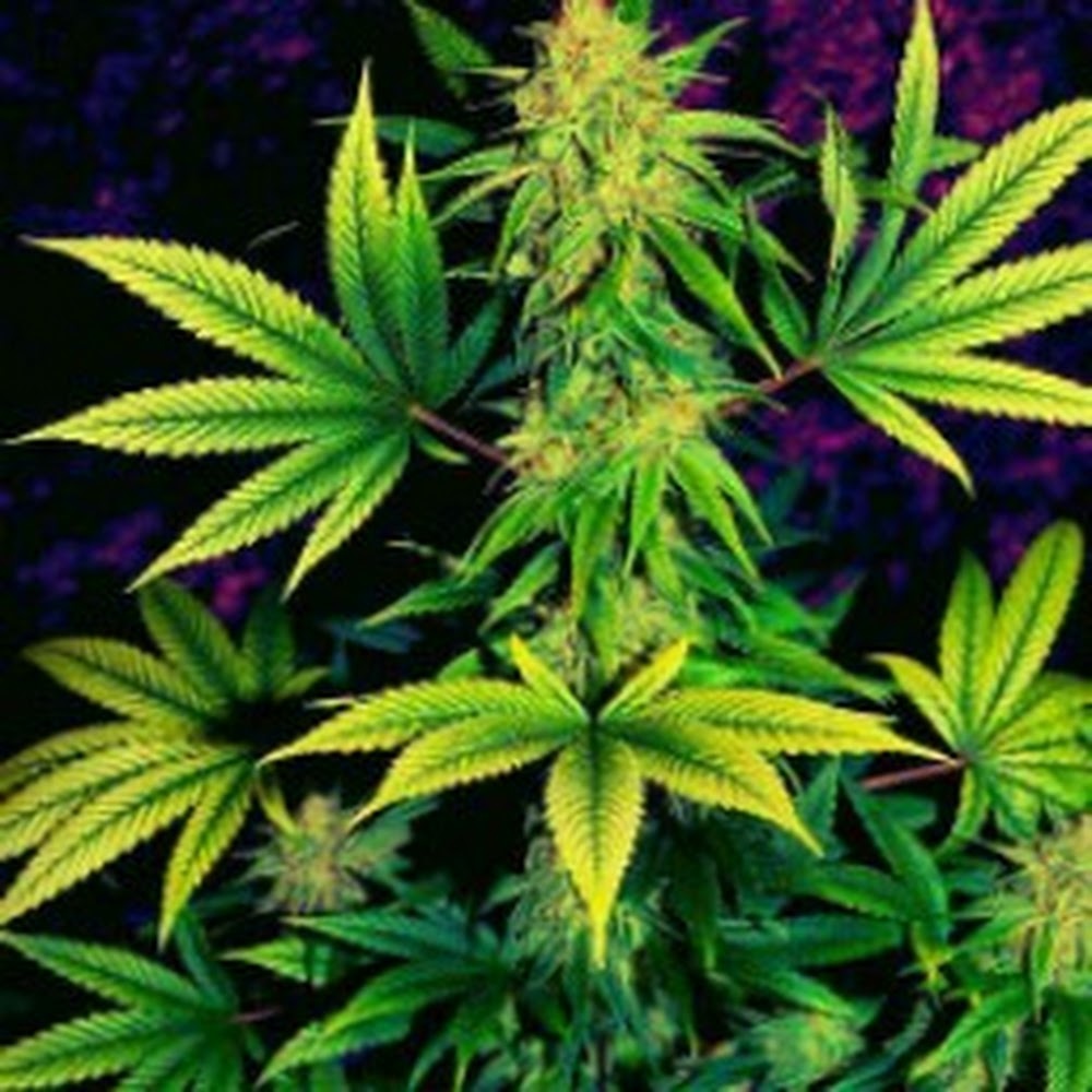 Meet your Posher, Timothy